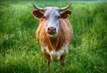 Bitcoin Bull Market