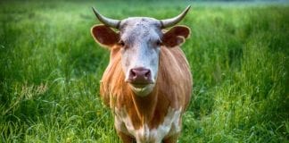 Bitcoin Bull Market